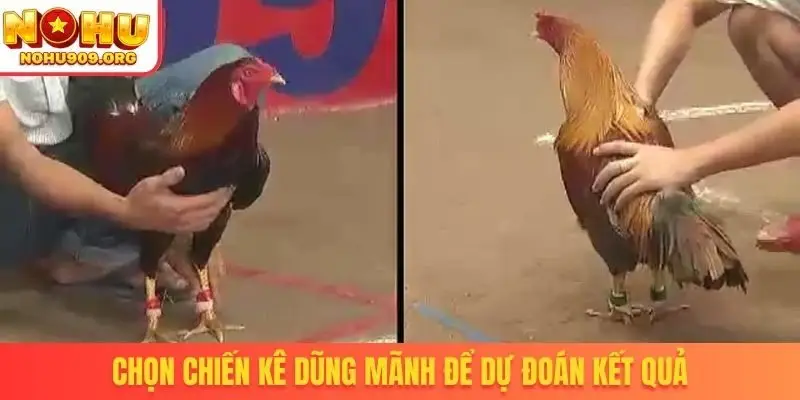 Chọn chiến kê dũng mãnh để dự đoán kết quả