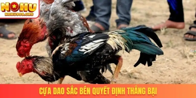 Cựa dao sắc bén quyết định thắng bại