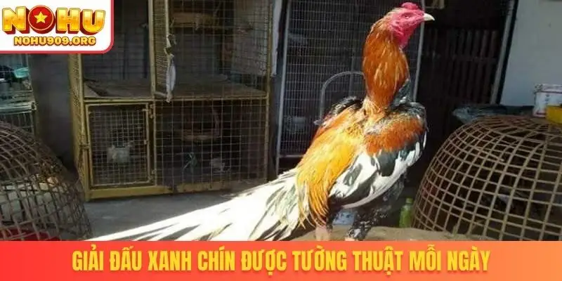 Giải đấu xanh chín được tường thuật mỗi ngày