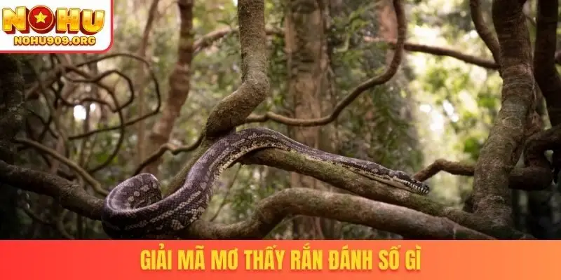 Giải mã mơ thấy rắn đánh số gì