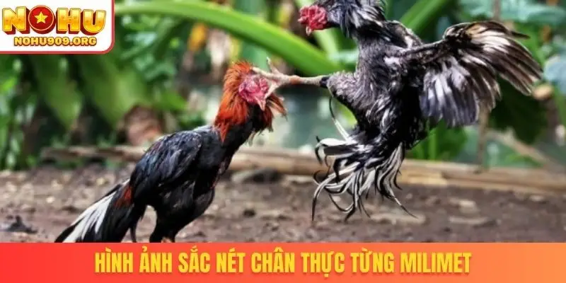 Hình ảnh sắc nét chân thực từng milimet