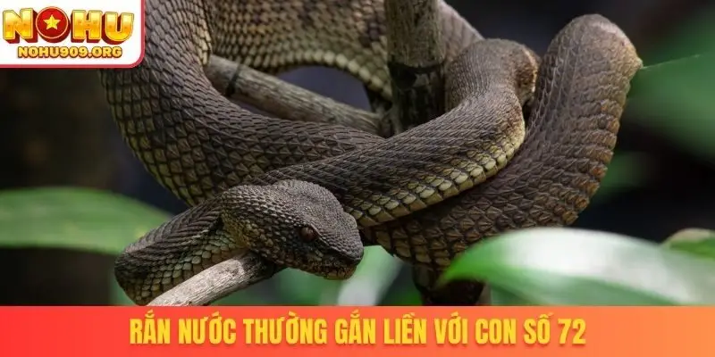 Rắn nước thường gắn liền với con số 72