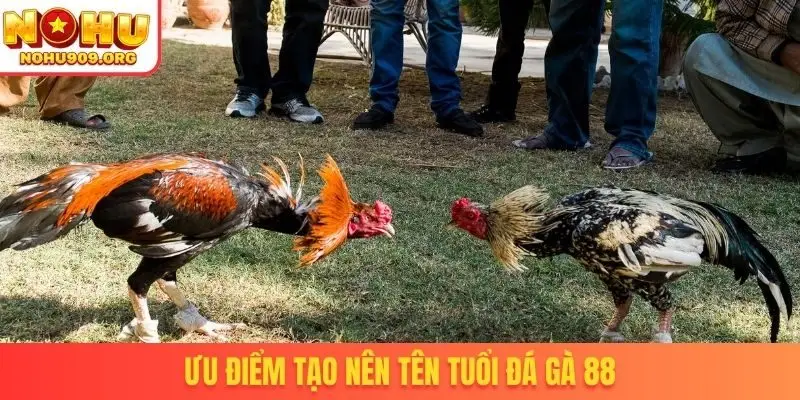 Ưu điểm tạo nên tên tuổi đá gà 88
